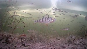 1000008430.mp4Волга гл.5м.30.01.2026г.