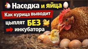 🐔 Курица-мама 🐣 | Весь процесс высиживания яиц простым языком 🥚 Высиживание яиц наседкой