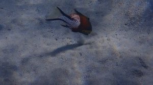 Лирохвостый кабанчик охотится (Lyretail hogfish, Bodianus anthioides)