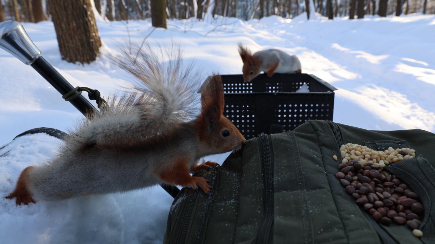 Холодно. Покормил белок. Зарисовка смотреть онлайн