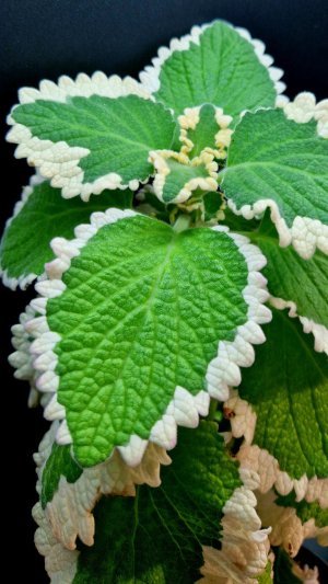 Плектрантус маргинатус Форстера.