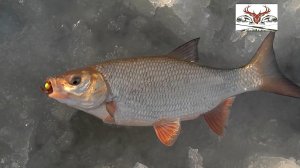 Язь со льда на червя