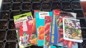 30.01.2026 Все перцы посеяны.