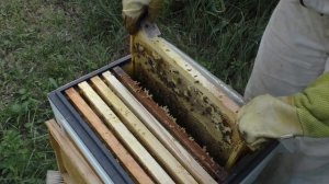 Пчелиная семья №12  Карника Fx-?