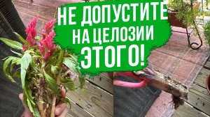 Болезни и вредители целозии. Как вырастить здоровую целозию.