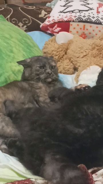 Я думаю все поняли про кого я😏😏😏