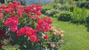 Для души, для настроения! Прогулка по летнему саду.Часть 2. Ленинградская область.