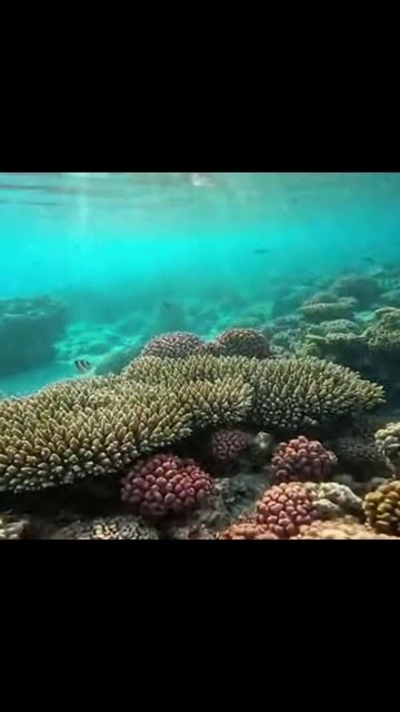 невероятная красота подводного мира #дайвинг #египет #кораловыерифы