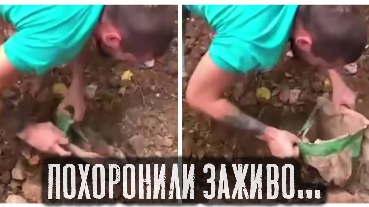 Кошку пытались похоронить заживо её спасли чудом