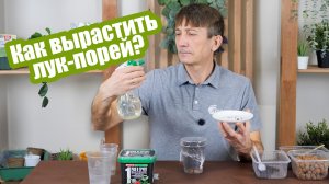 Лук-порей на рассаду: все тонкости посева