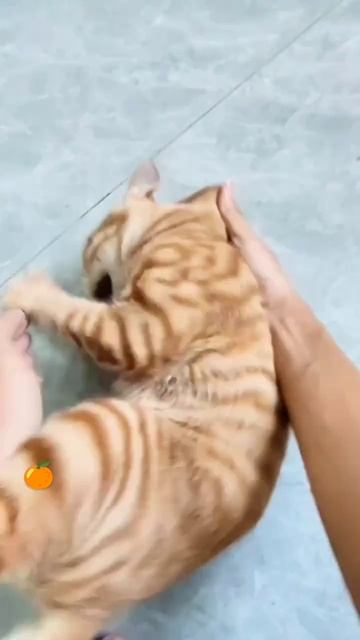 Рыжик психанул 🎃