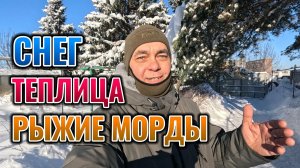 Что стало с теплицей после снегопадов. Рыжие морды. Лесные птицы клюют калину.