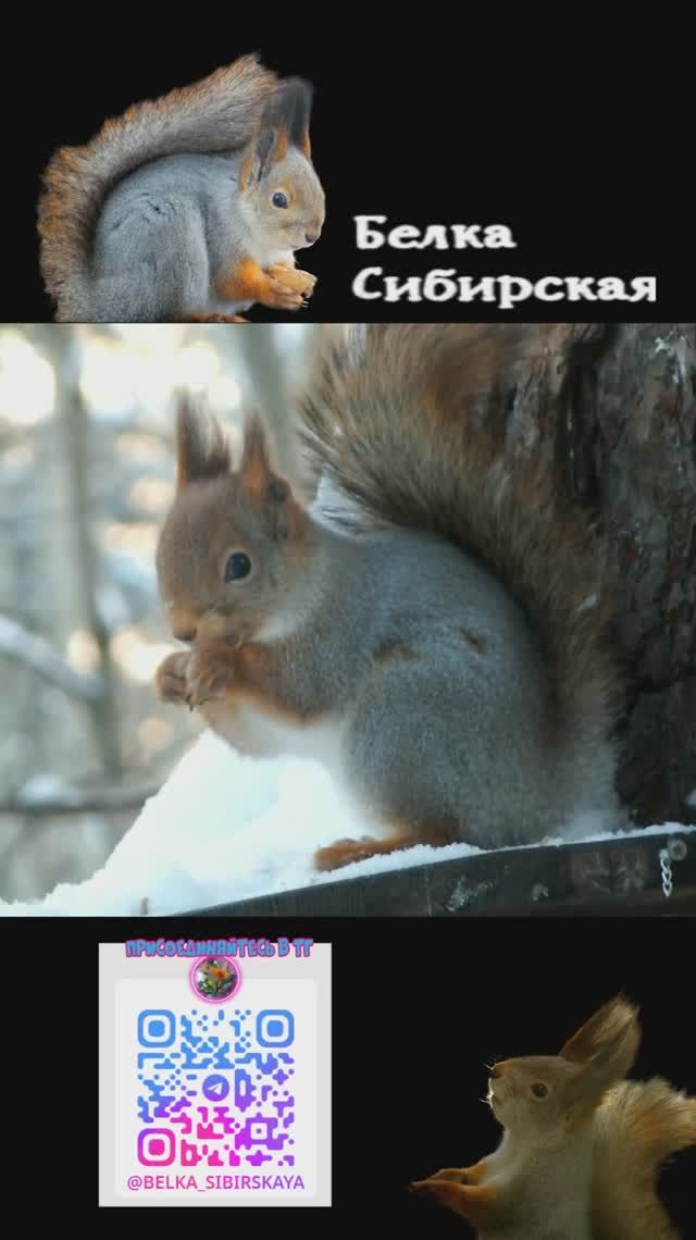 Белка на кормушке спокойно ест