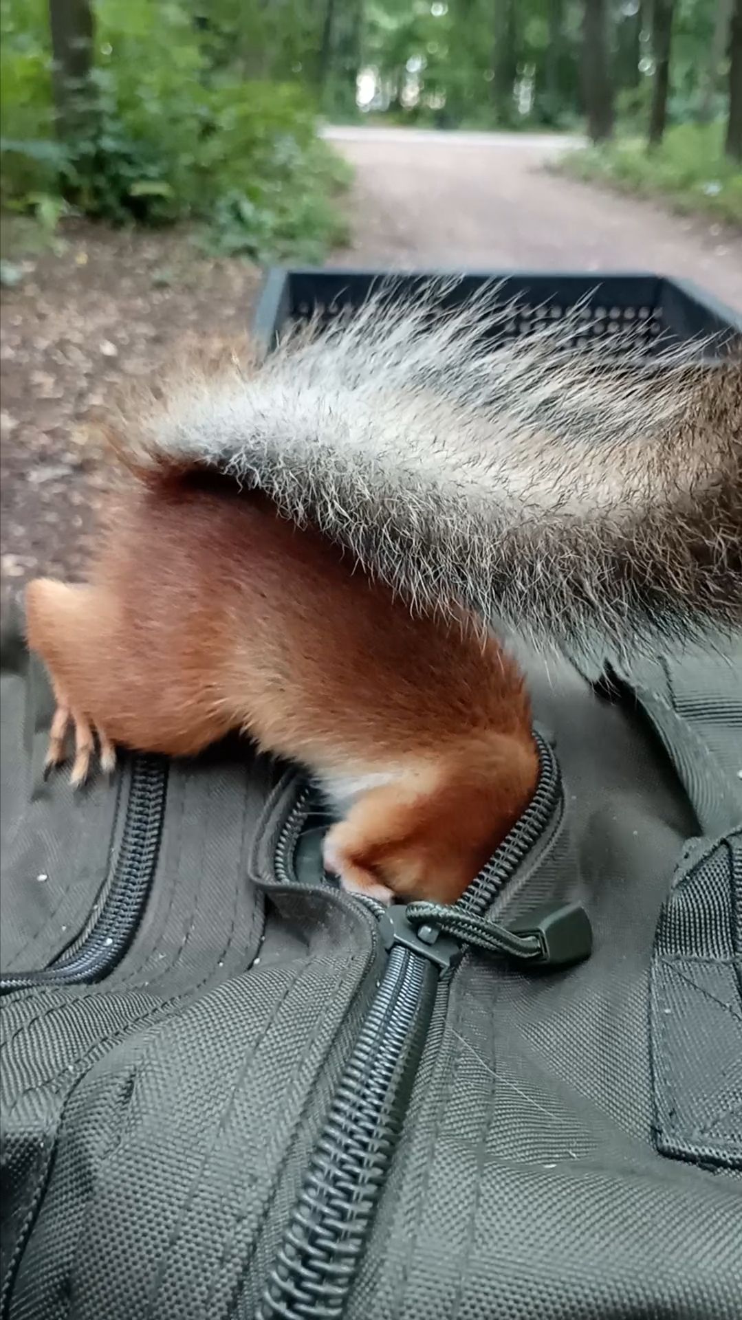 Бельчонок нашёл рюкзак. Июль 2024 смотреть онлайн