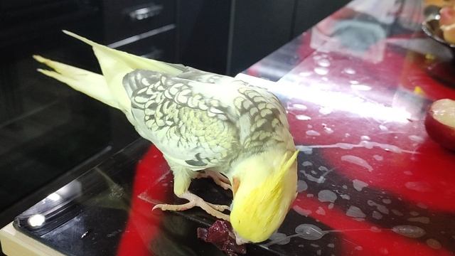 Наш попугай