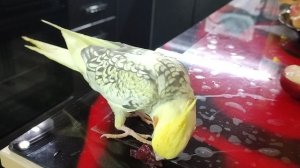 Наш попугай