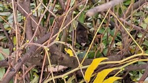 Городская крыса