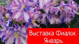 Выставка Фиалок, Январь 2026