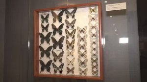 Ночные бабочки Подмосковья