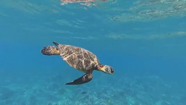 КРАСИВАЯ РАССЛАБЛЯЮЩАЯ МУЗЫКА — ДЛЯ ДУШЕВНОГО РАВНОВЕСИЯ И КРЕПКОГО СНА