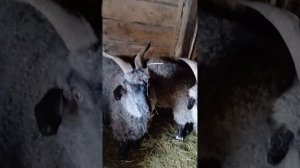 29 января 2026 г.Будут ли козлята пуховыми___