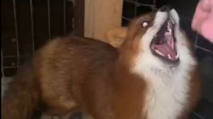 Лиса-Алиса. Лис Игнис хочет играть и кусать