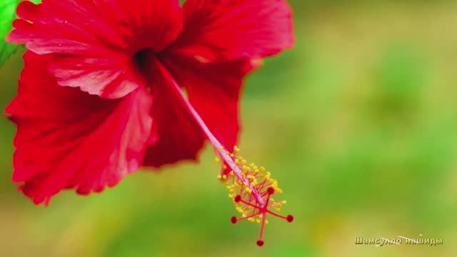 #Коран#аль-Имран#СамыеКрасивыеМеста#Отдых##Ислам#Коран#аль-Имран'#Миншавий #4кВидео#34часть# смотреть онлайн