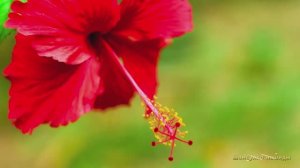 #Коран#аль-Имран#СамыеКрасивыеМеста#Отдых##Ислам#Коран#аль-Имран'#Миншавий #4кВидео#34часть#