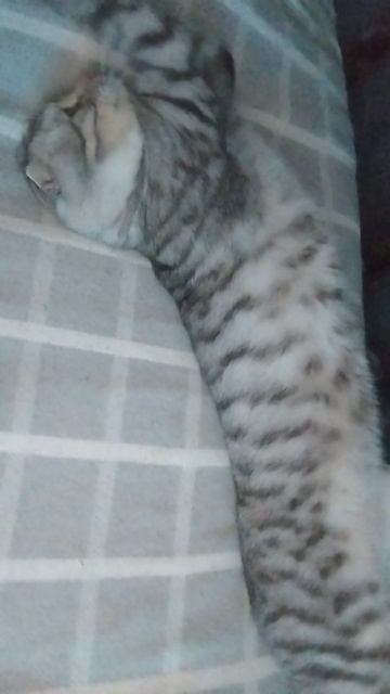 я и мой кот 🐱 Тимон смотреть онлайн