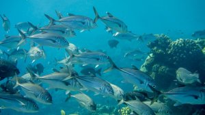 Кефаль, ласточки, помпано.. .со 2 минуты начинают появлятся чёрные караси.