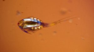 Рачки под поляризационным микроскопом