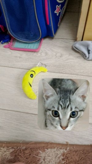 челлендж игрушка на хвосте (Вася говорящий кот)