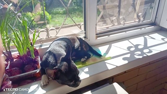 Маленький чих