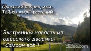 Экстренная новость из одесского дворика: «Самсон всё»!