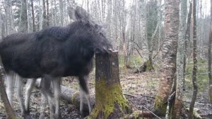 ДВА ЛОСЯ НА СОЛОНЦЕ. СНЯТО ФОТОЛОВУШКОЙ SUNTEK MINI301