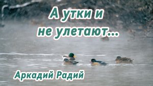 А утки и не улетают... (авторская песня)