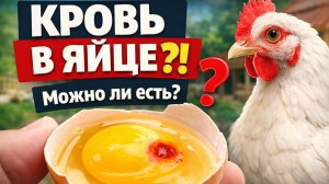 😨🥚 Кровь в яйце! Можно ли есть такое яйцо?🐔🥚 Кровяные сгустки в яйце: почему появляются и что