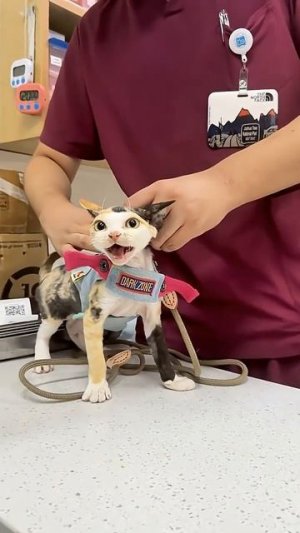 Normal Meow vs Cute Meow 💕🐱 #catshorts #funnycats #catlovers #cat