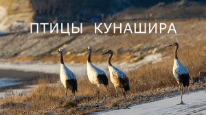 Птицы Кунашира