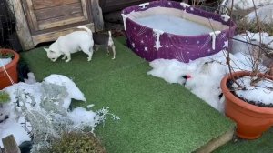 Утренняя небольшая прогулка, скоро займемся двором.