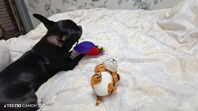 чихуа шалит потихоньку