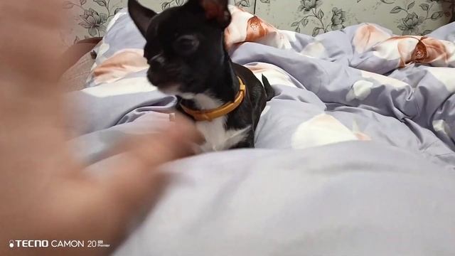 Чих попробовал чуток  пи