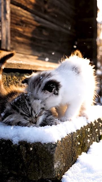 The kitten and the first snow / Котёнок и первый снег #shorts #cat #веселыекоты #kitten #cute смотреть онлайн