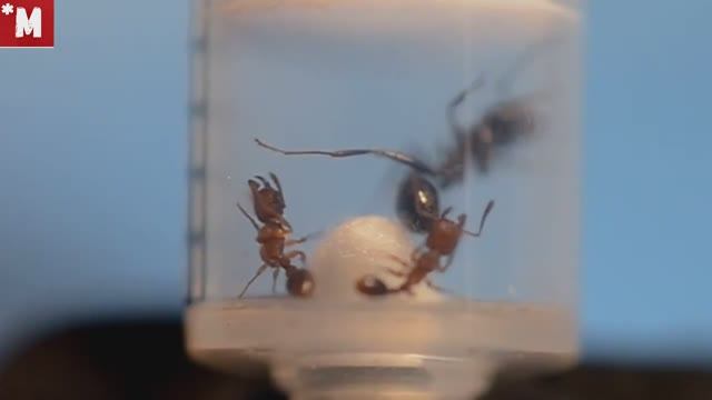 Муравьи Мессор структор против Тетрамориум бикаринатум. Messor Structor Vs Tetramorium Bicarinatum