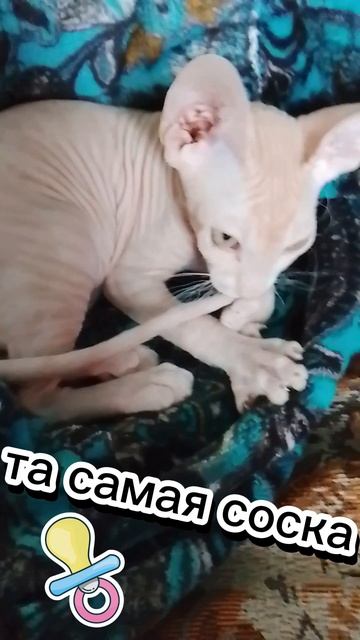 кот всегда соску найдёт смотреть онлайн