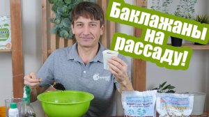 Сеем баклажаны на рассаду! Сроки и особенности посева