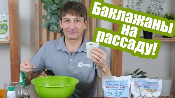 Сеем баклажаны на рассаду! Сроки и особенности посева