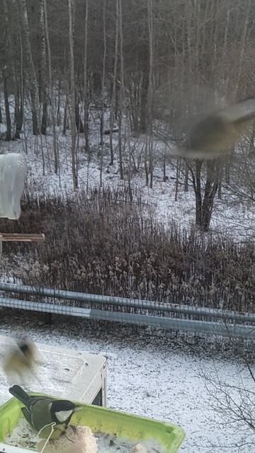 Синицы при -20