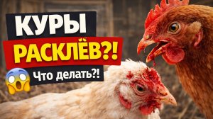 Куры расклевывают друг друга в кровь 😱 Причины и что делать ПРЯМО СЕЙЧАС