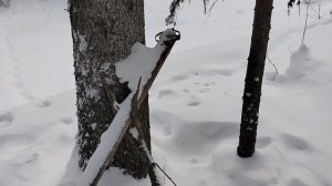 росомаха почистила путик,куницу добыл